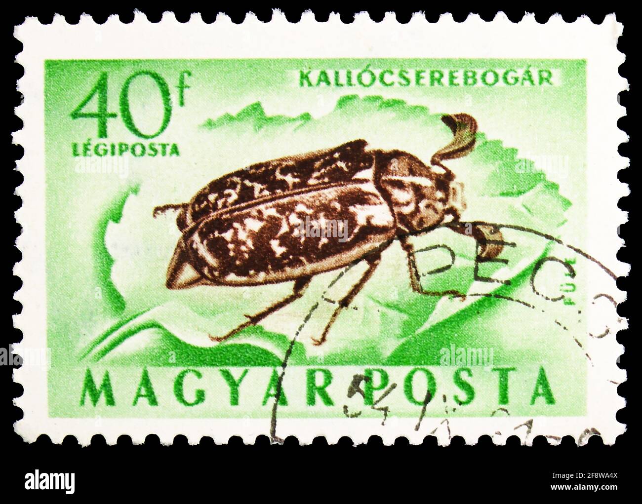 MOSCOW, RUSSIA - OCTOBER 1, 2019: Postage stamp printed in Hungary shows Pine Chafer (Polyphylla fullo), Insects serie, circa 1954 Stock Photo