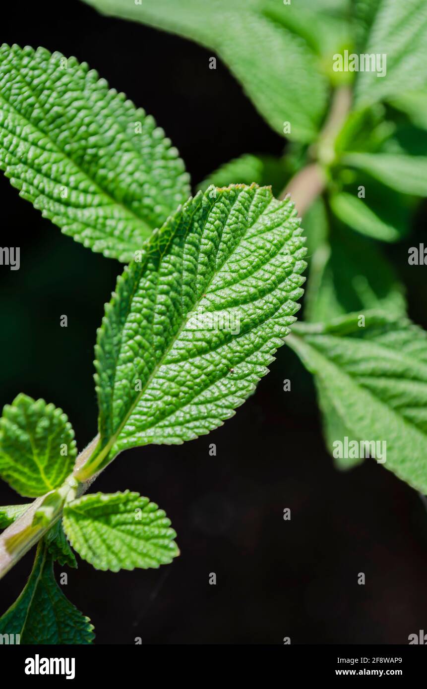 Closeup Of Mentha Arvensis Leaf Stock Photo