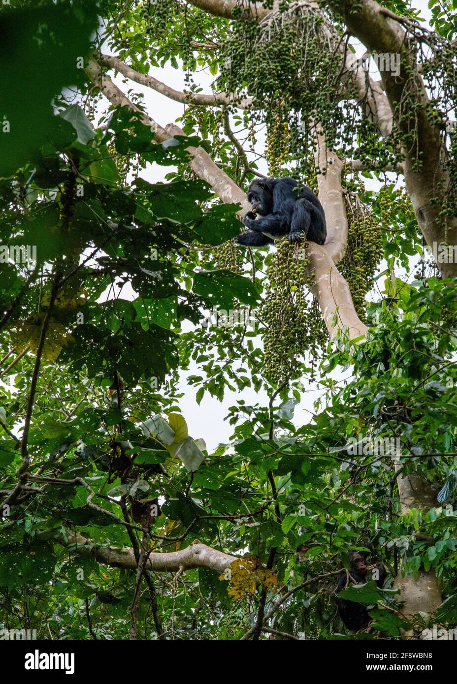 Wild Chimpanzee (Pan troglodytes) eating figs in the African forest in Uganda, Africa Stock Photo