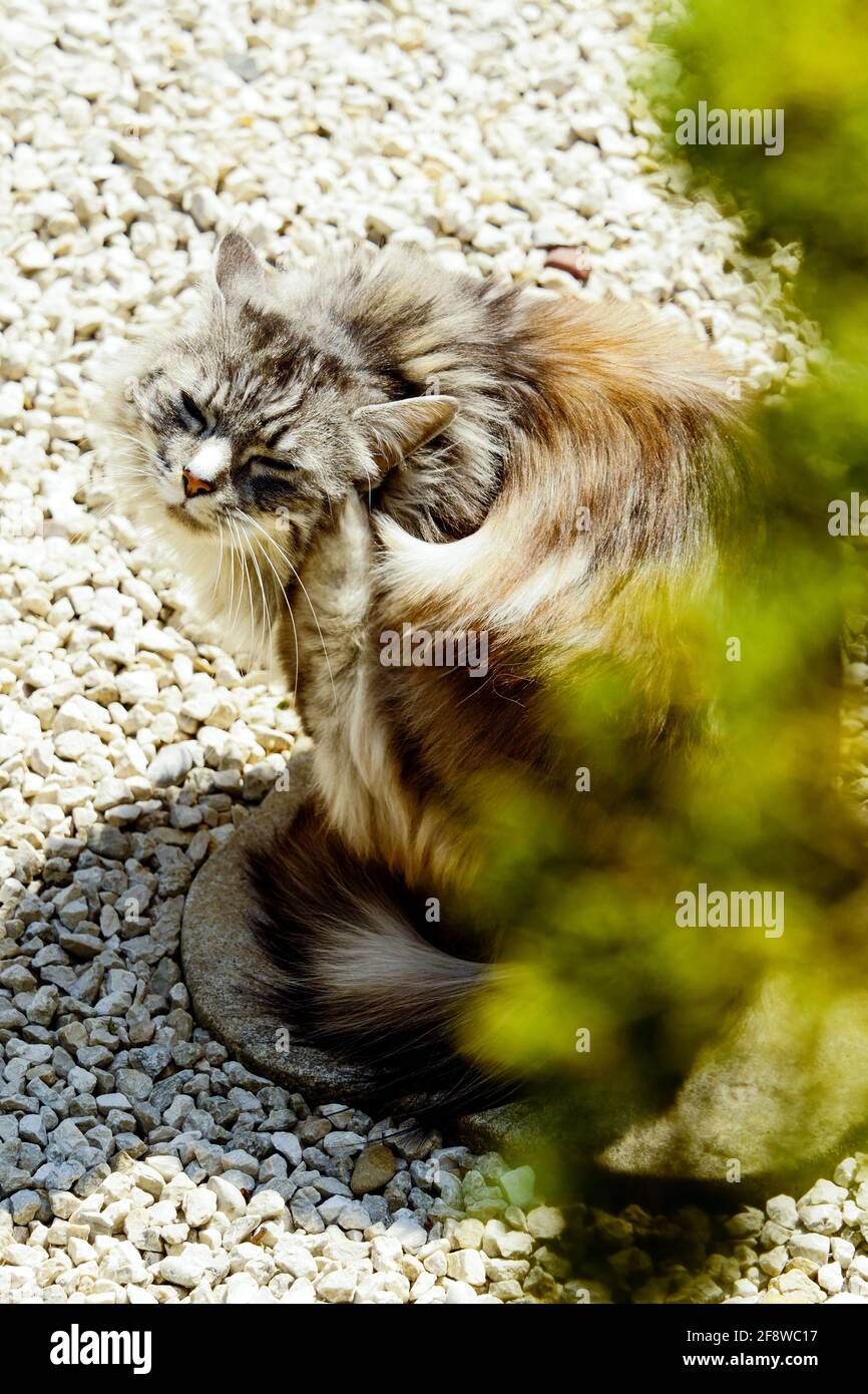 Chat A Poil Long High Resolution Stock Photography And Images Alamy