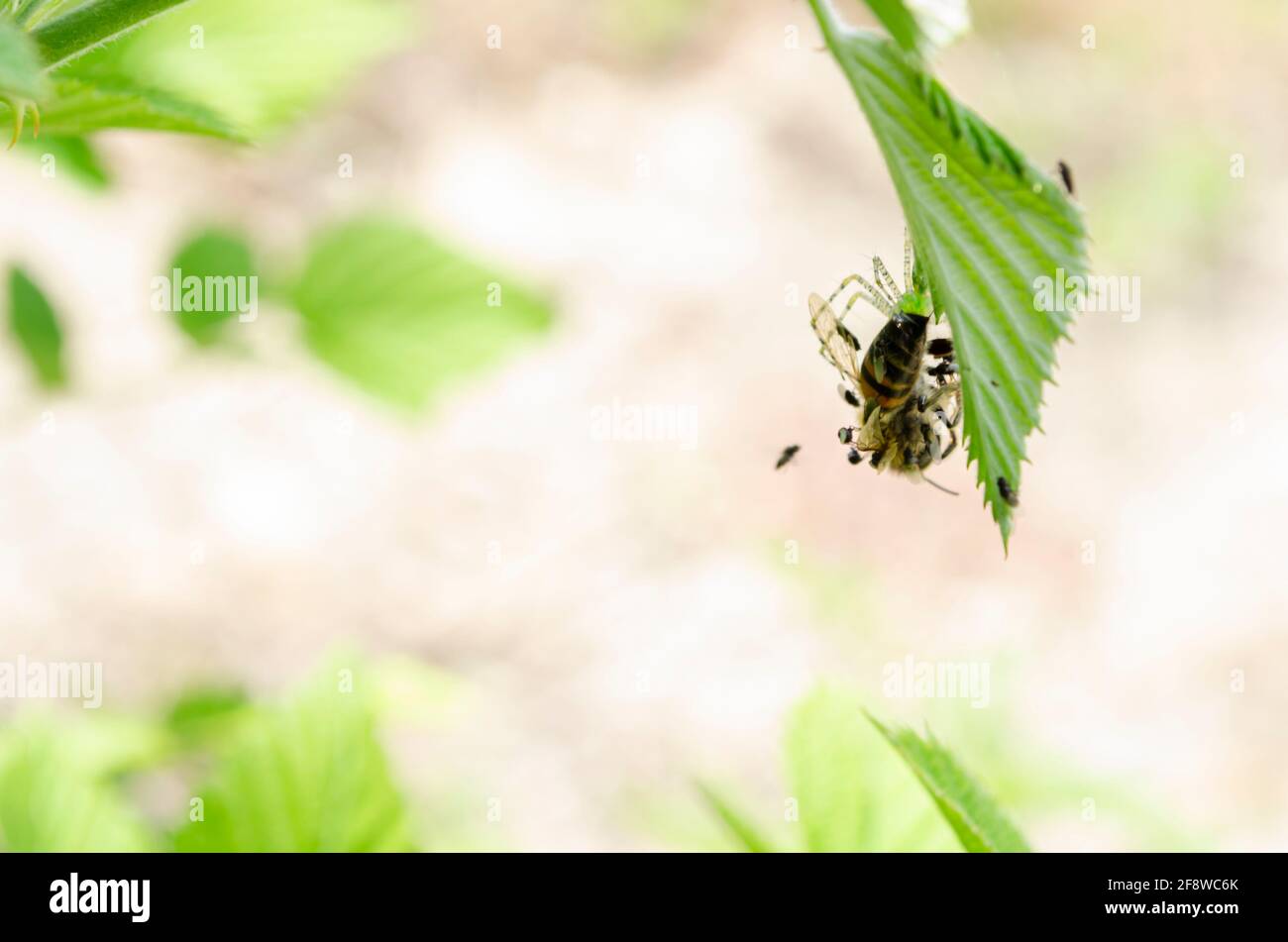 Spider Raspberry Leaf Eating Bee Stock Photo