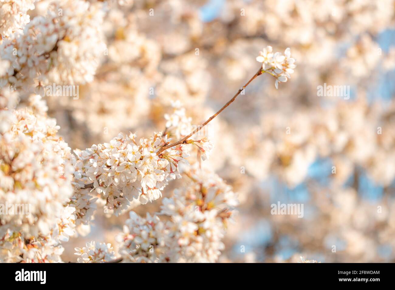Spring cherry blossom in sunset hi-res stock photography and images - Alamy