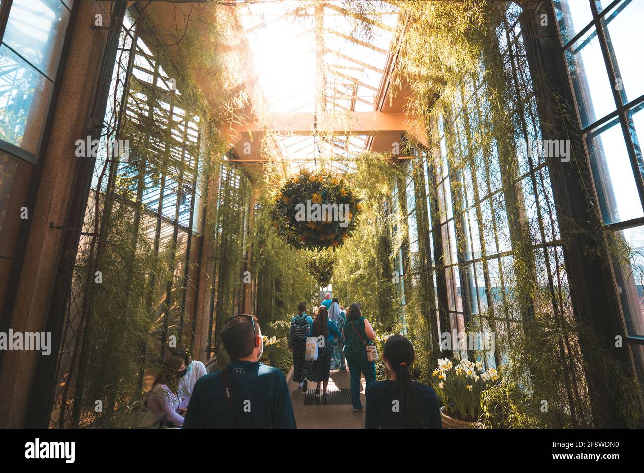 Cinnamon Wattle trees in the Acacia Passage, Conservatory, Longwood