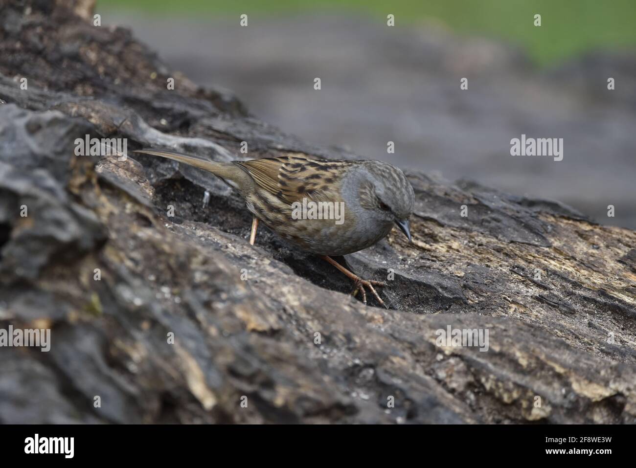 Dunnock (Prunella modularis) Scratching Decayed Tree Log on a Nature Reserve in Staffordshire, UK in Spring Stock Photo