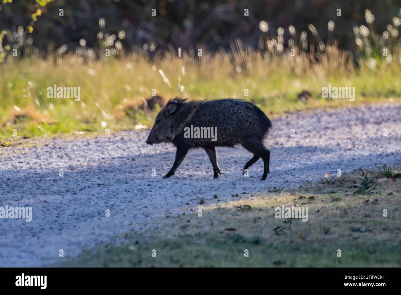 Collared Peccary, Pecari tajacu, ,in the Rattlesnake Springs Historic District of Carlsbad Caverns National Park, New Mexico, USA Stock Photo