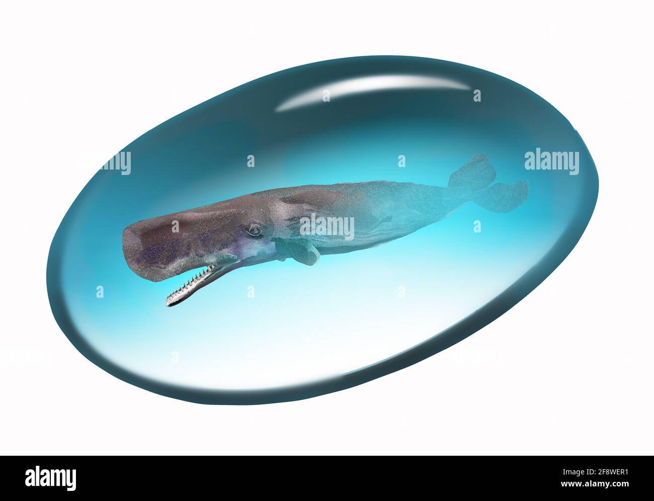 A sperm whale is seen inside a drop of water in a 3-D illustration about water quality and ocean ecology. Stock Photo