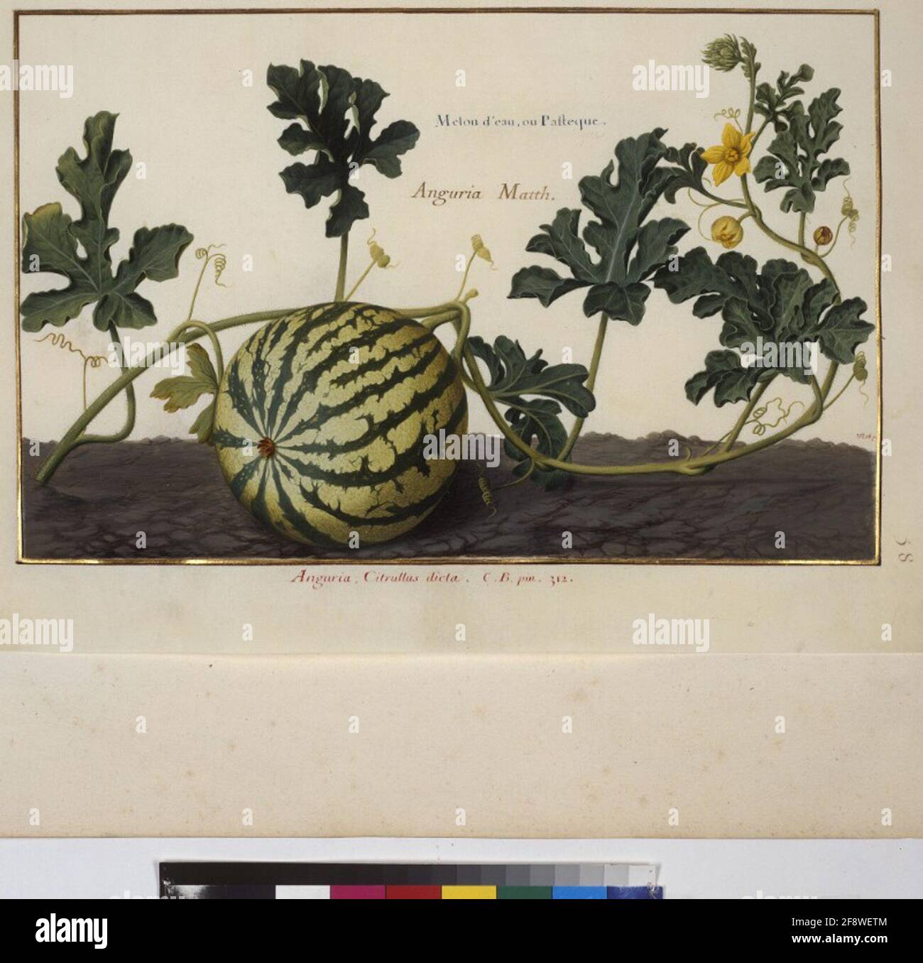 Cod. Min. 53, vol. 2, fol. 58r: Florilegium of Prince Eugene of Savoy: Water melon Full page: plant study (water melon 'Melon d'eau, ou Pasteque. Anguira Matth. Anguira, Citrullus dicta. C.B. pin. 312'). In: Florilegium of Prince Eugene of Savoy, Paris, 3rd quarter of the 17th c., artist: Nicolas Robert (1614–1685) Stock Photo