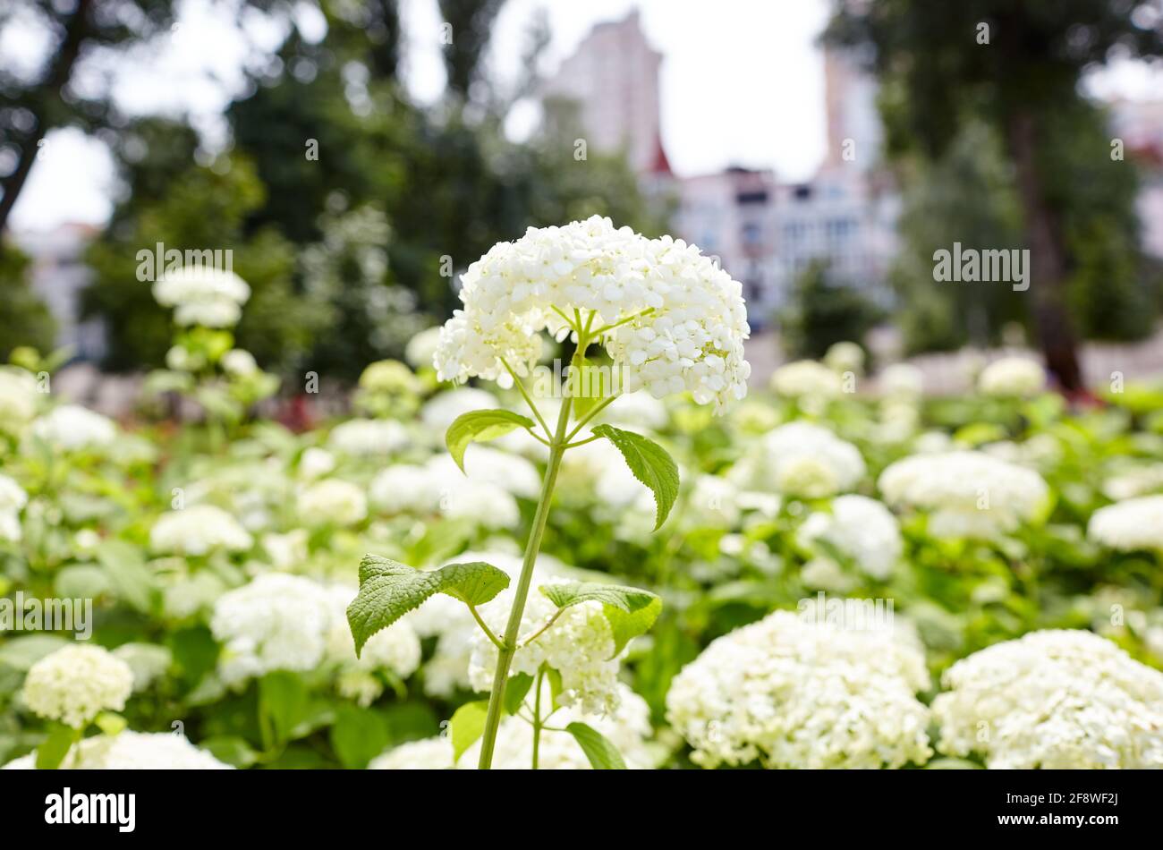 Hortensia hydrangea macrophylla hi-res stock photography and images - Alamy