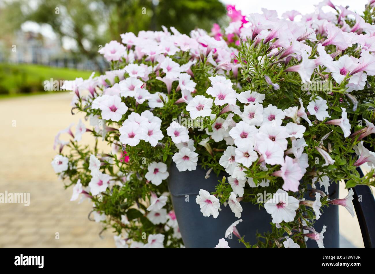 Petunia, White and purple Petunias in the pot. Lush blooming colorful ...