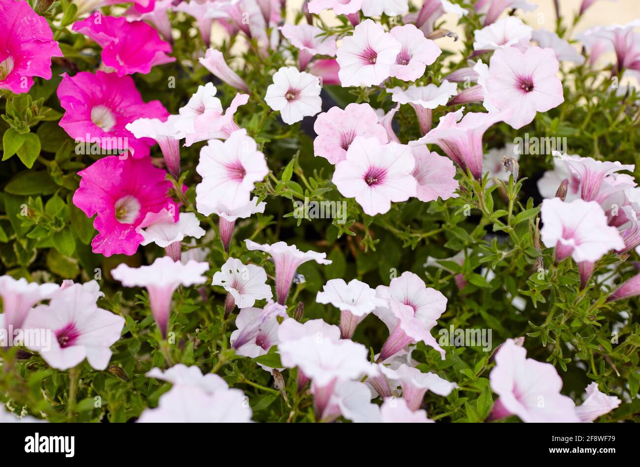 Petunias nature hires stock photography and images Alamy