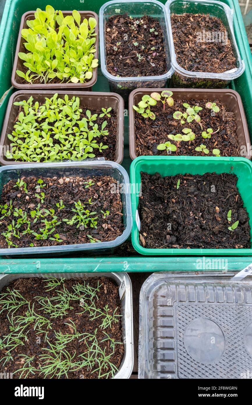 A variety of plastic food containers re-cycled to germinate vegetable and flower seedlings. Stock Photo