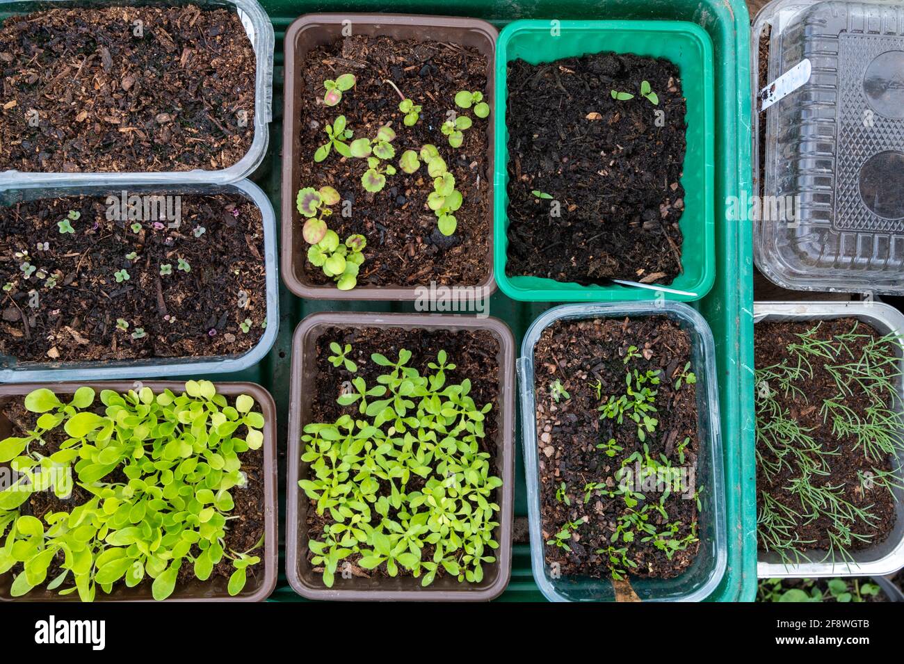 A variety of plastic food containers re-cycled to germinate vegetable and flower seedlings. Stock Photo