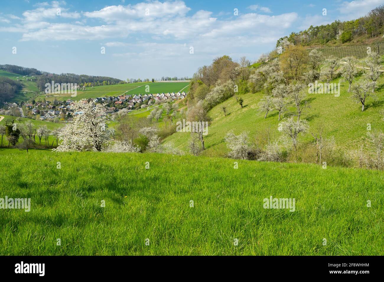 Spring meadows and fields landscape in Switzerland. Blooming cherry