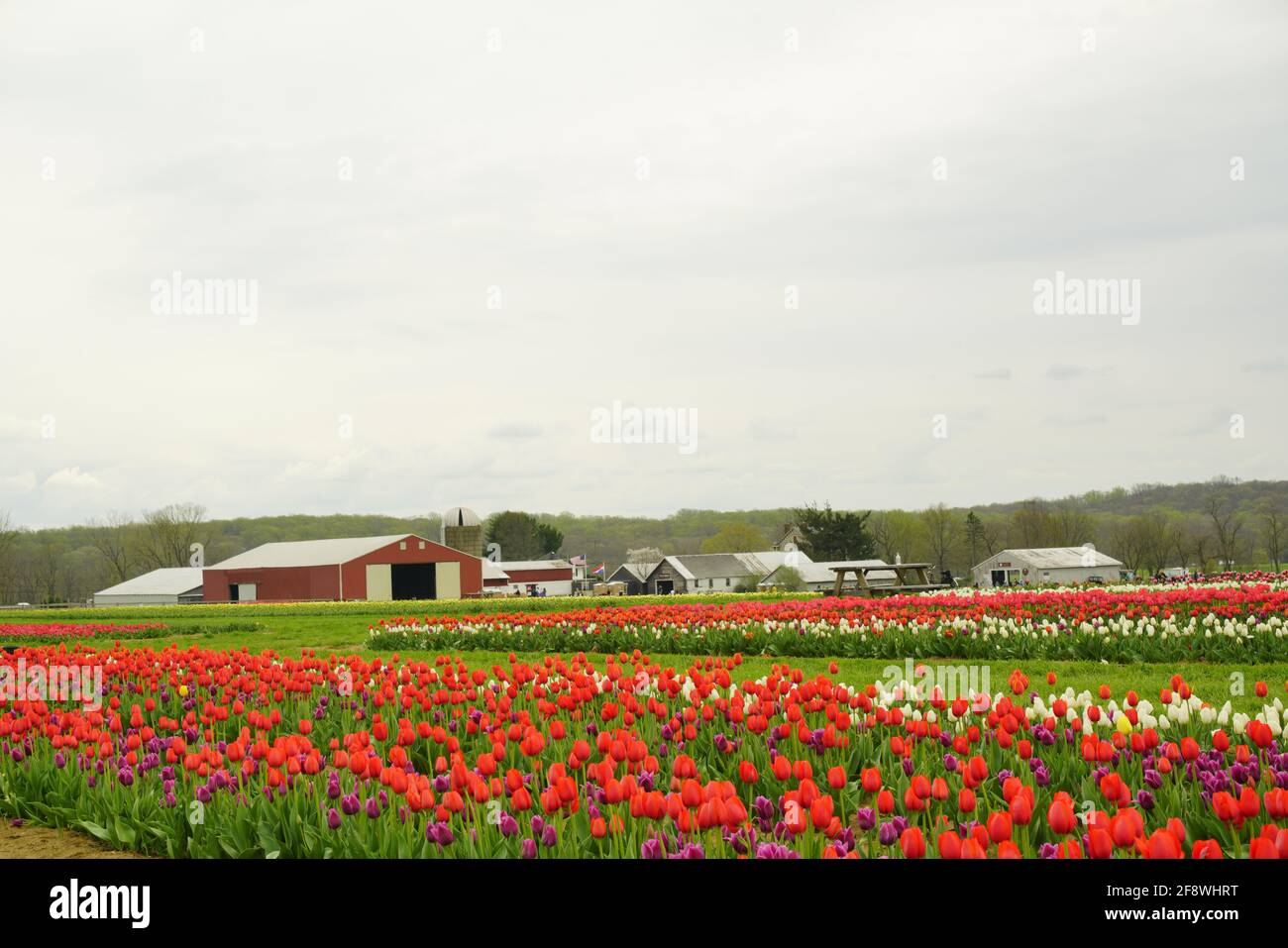 colorful tulips trip holland ridge new jersey Stock Photo