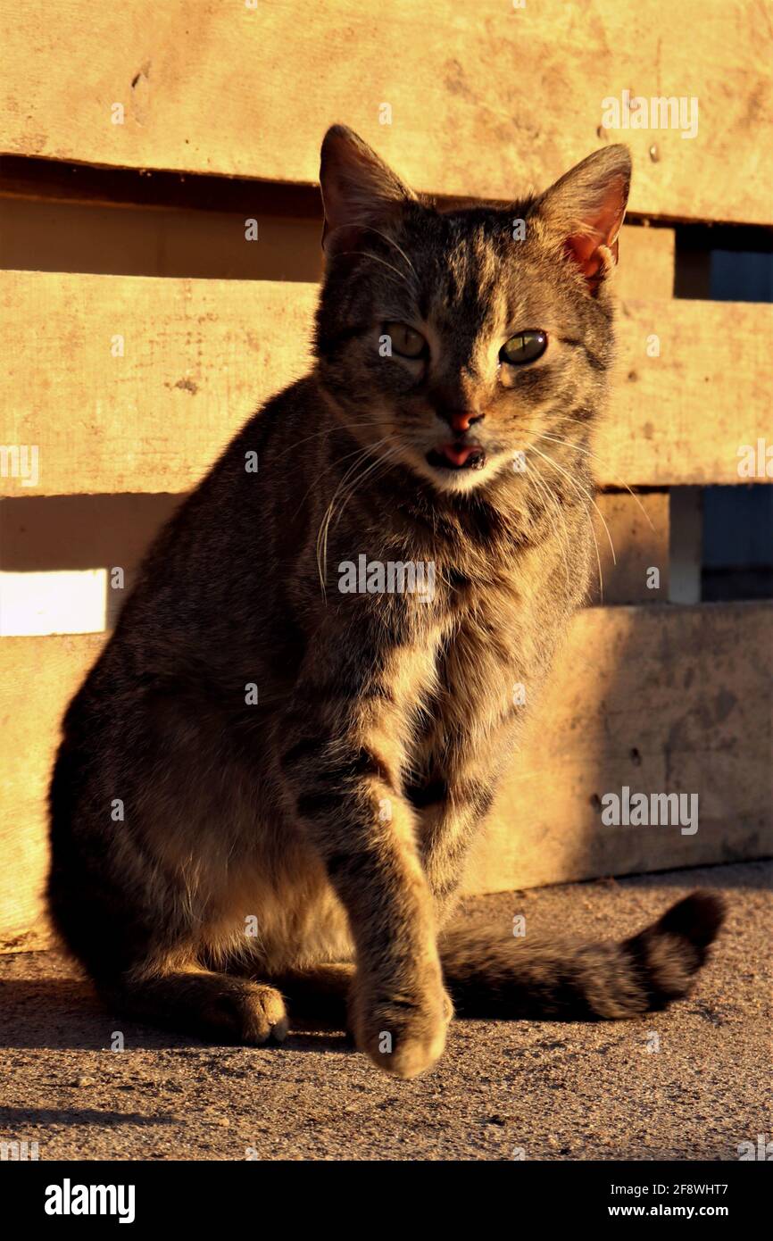 Sitting cat on the sidewalk Stock Photo
