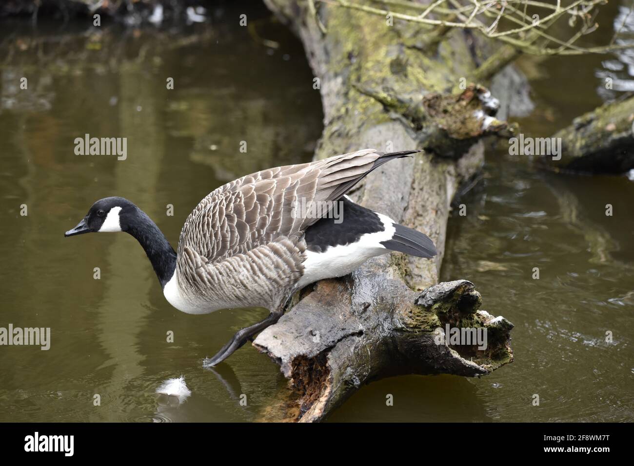 Canada Goose (Branta canadensis) Stepping Down from Decaying Tree Log into Lake in the UK in Spring Stock Photo