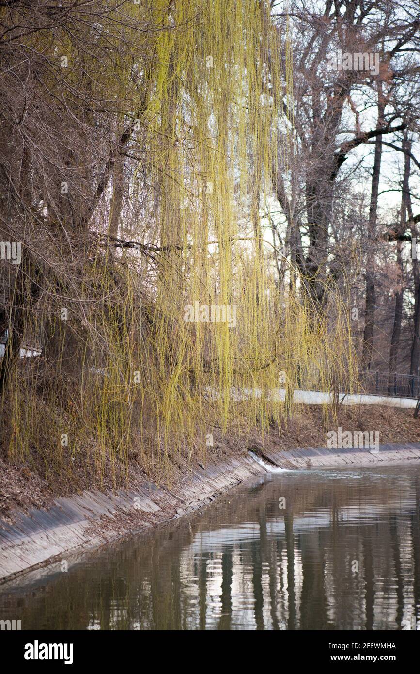 beautiful hanging tree and lake in the park in spring Stock Photo