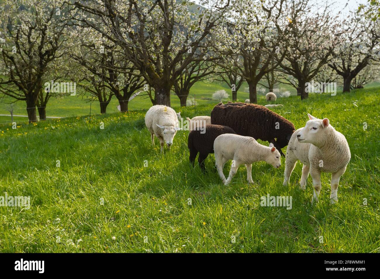 Group of sheep on a mountain pasture. Animals in natural environment ...