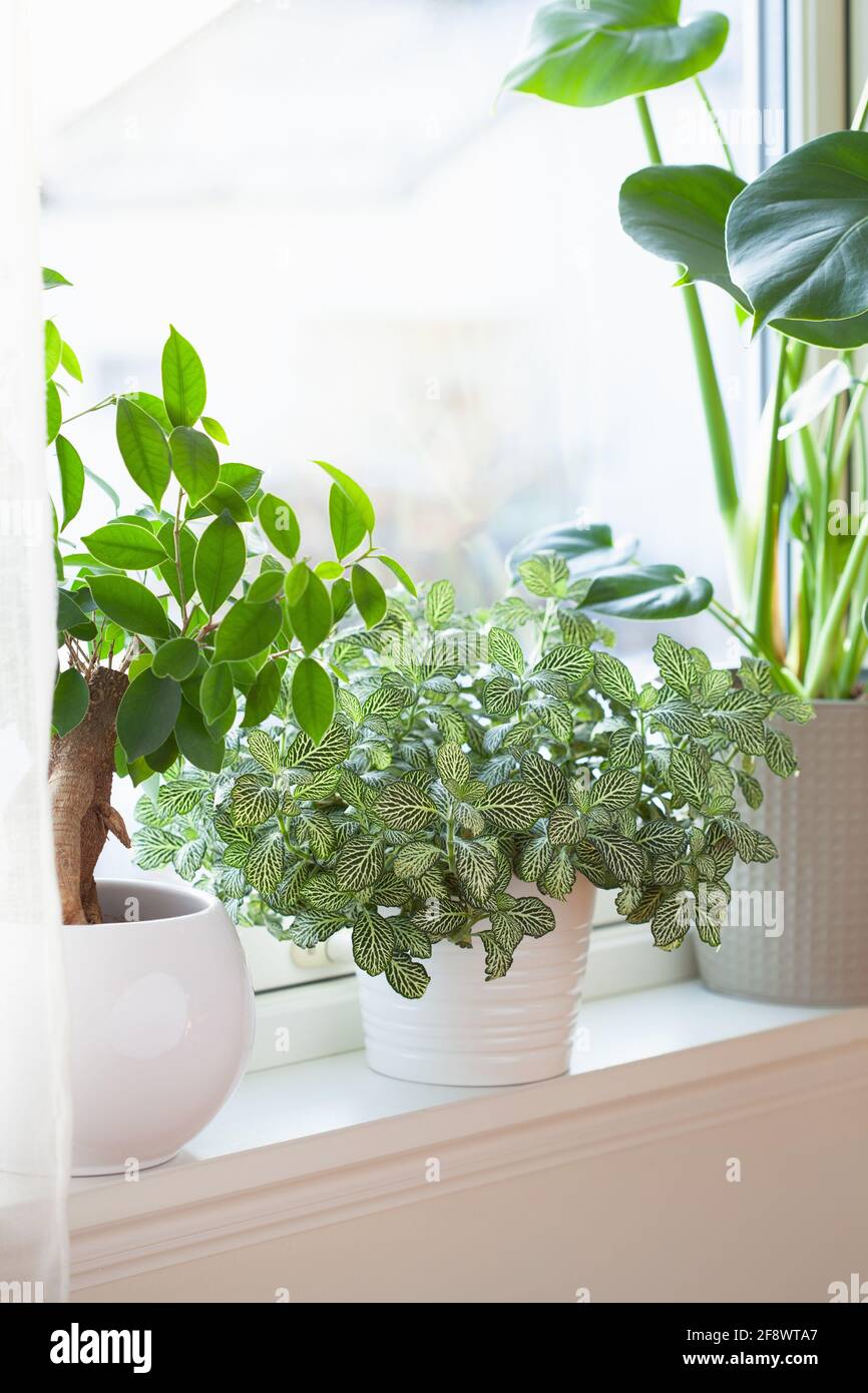 green houseplants fittonia, monstera and ficus microcarpa ginseng in white flowerpots on window Stock Photo
