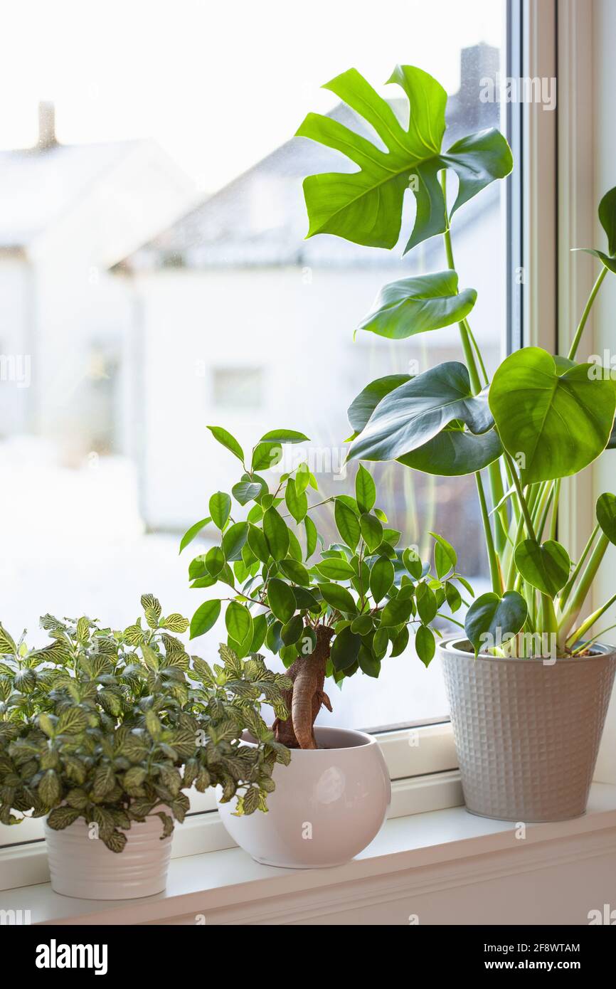 green houseplants fittonia, monstera and ficus microcarpa ginseng in white flowerpots on window Stock Photo