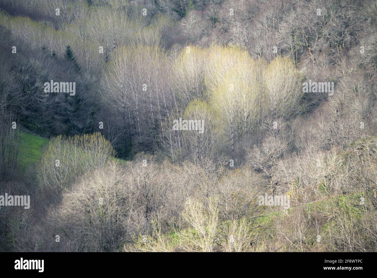 The poplars are among the first trees to sprout in spring in the forests in Courel Mountains Geopark Galicia Stock Photo
