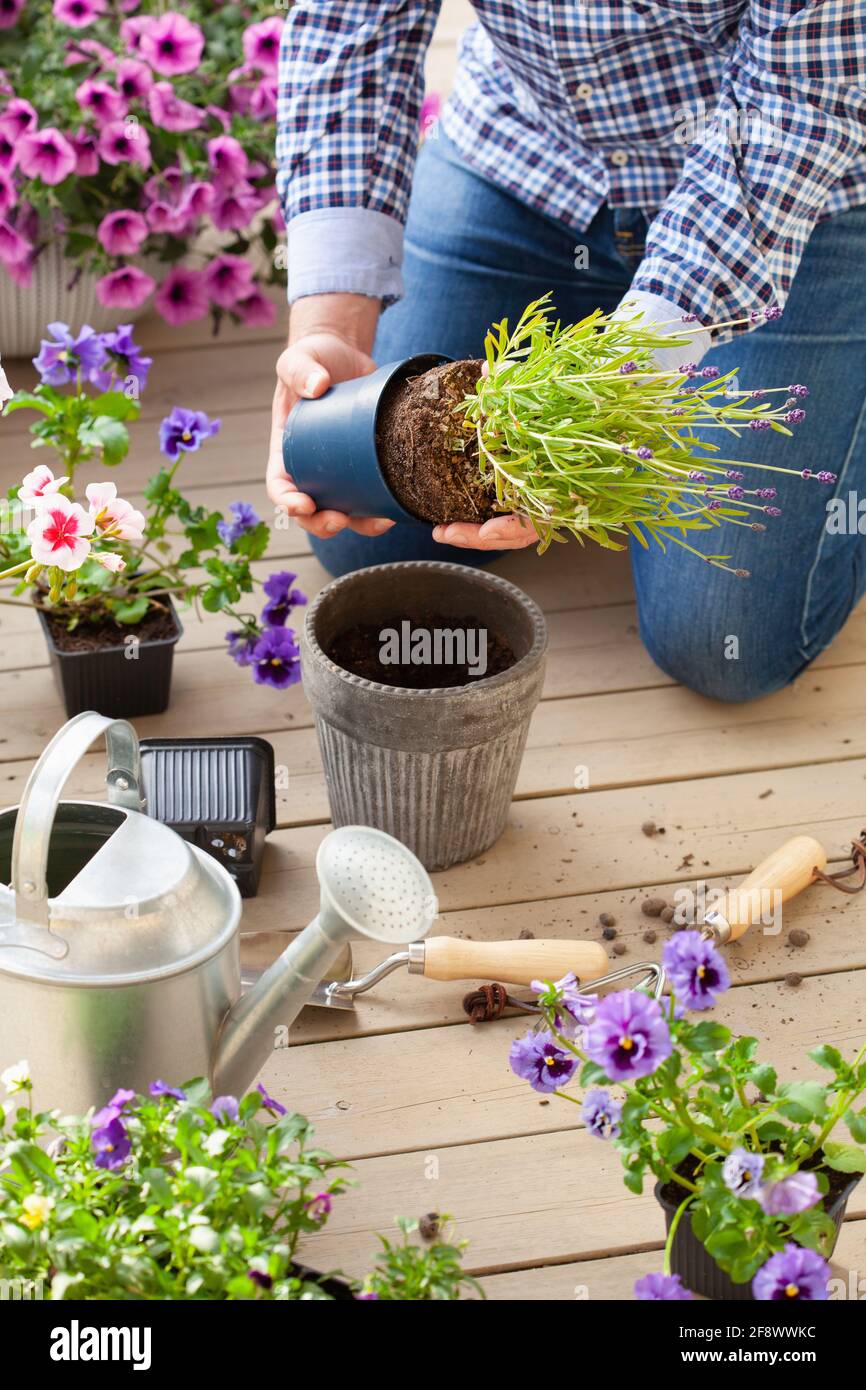 man gardener planting pansy, lavender flowers in flowerpot in garden on terrace Stock Photo