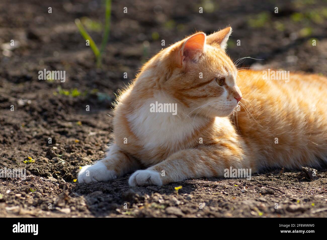 ginger cat basking in the spring sun on the ground in a flower bed ...