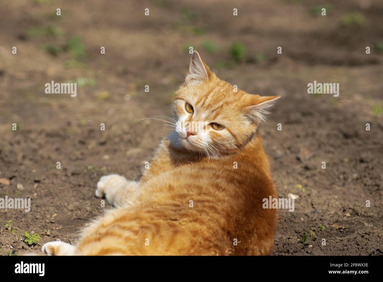 ginger cat basking in the spring sun on the ground in a flower bed ...