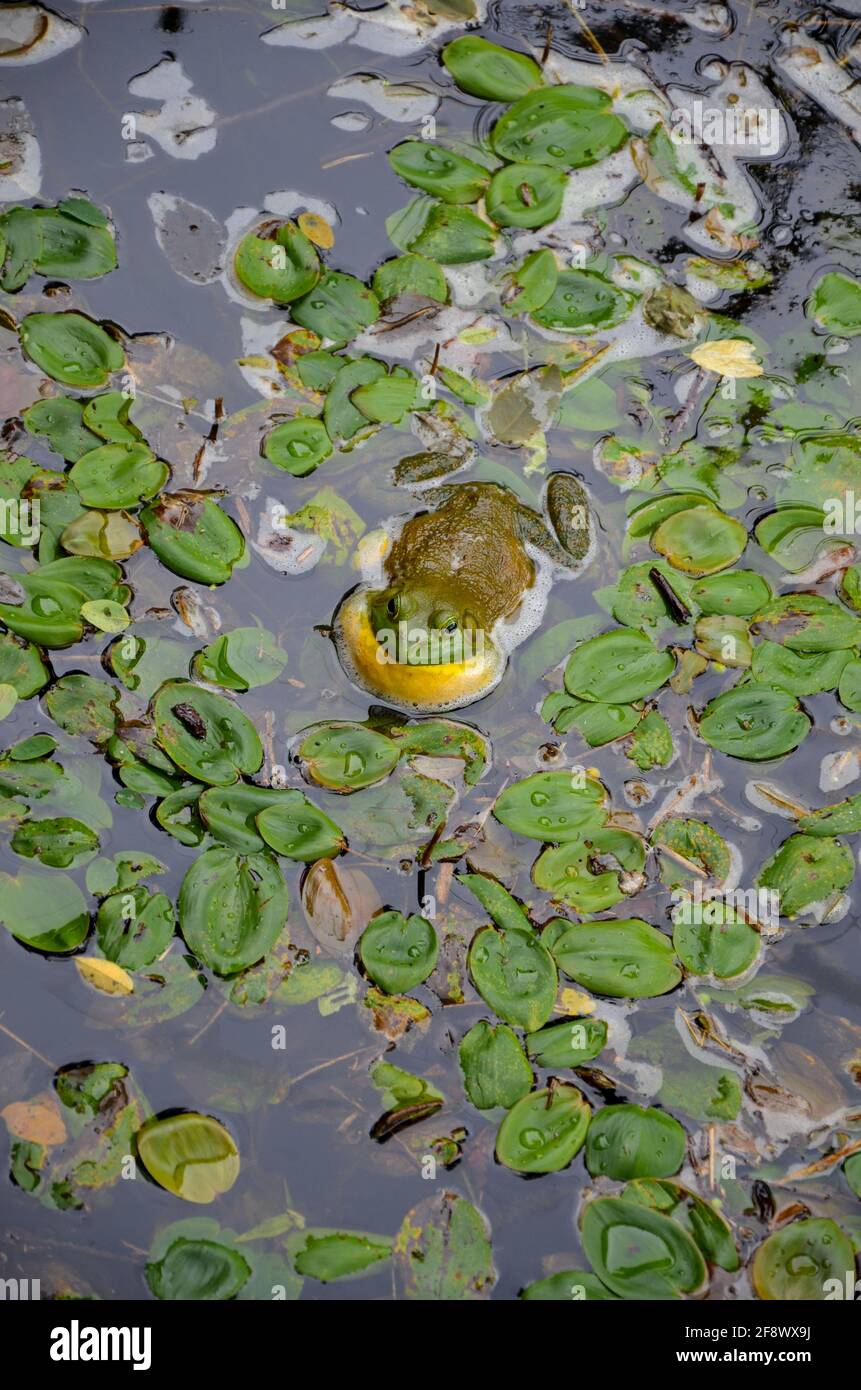 A large green-yellow frog sits with puffed up jaws in a pond covered with sea leaves Stock Photo