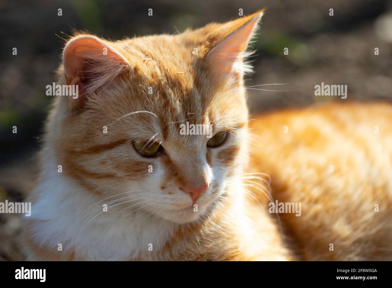 ginger cat basking in the spring sun on the ground in a flower bed ...