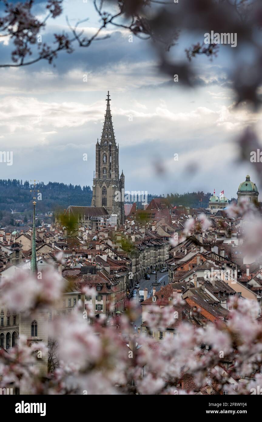 Berner Münster in the oldtown of Bern during cherry blossom Stock Photo ...