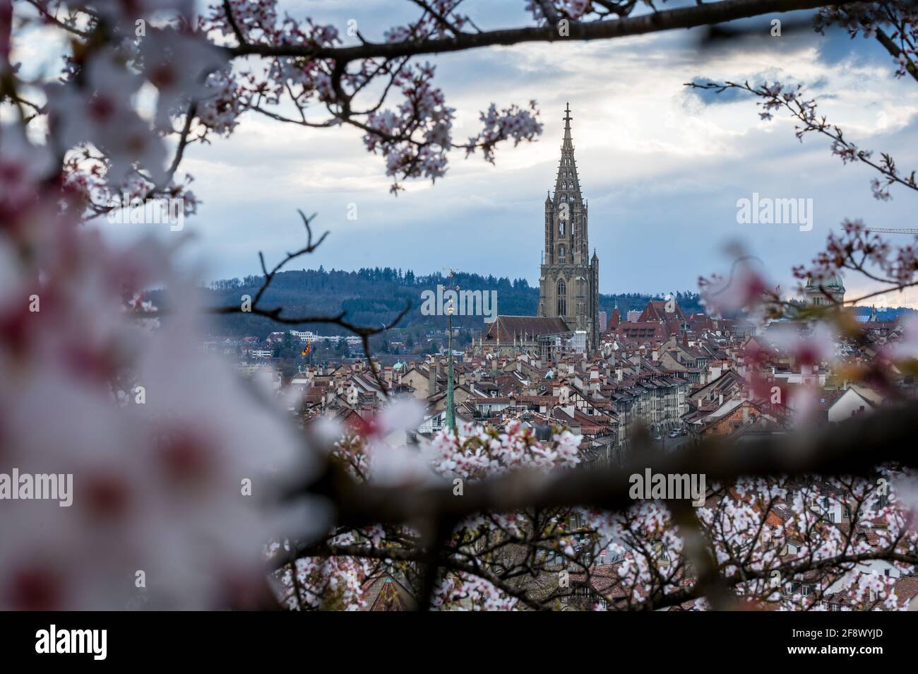 Berner Münster in the oldtown of Bern during cherry blossom Stock Photo ...