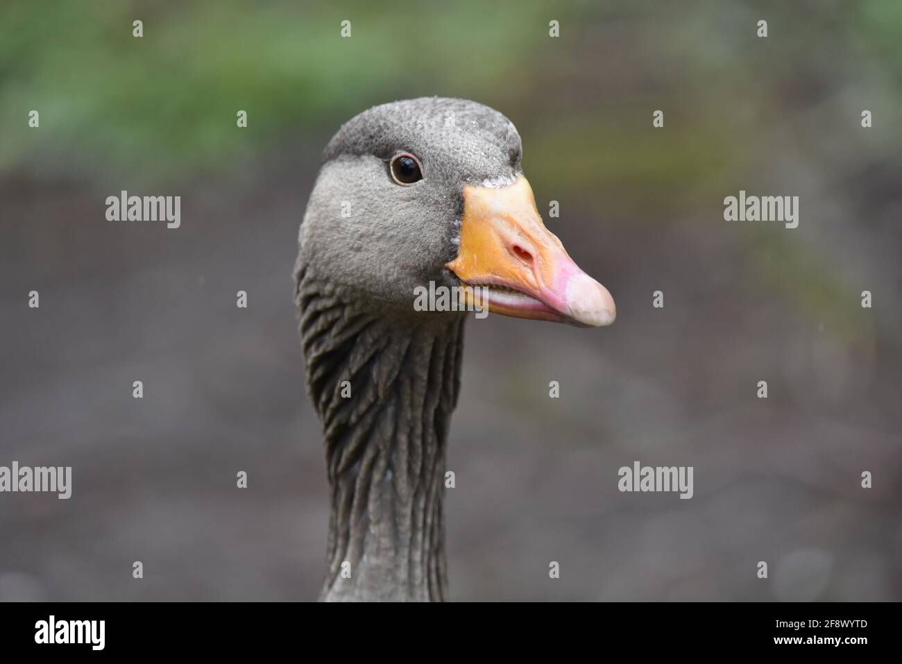Greylag Goose, Anser anser, Right Side Close-Up Portrait Taken in Spring in the UK Stock Photo