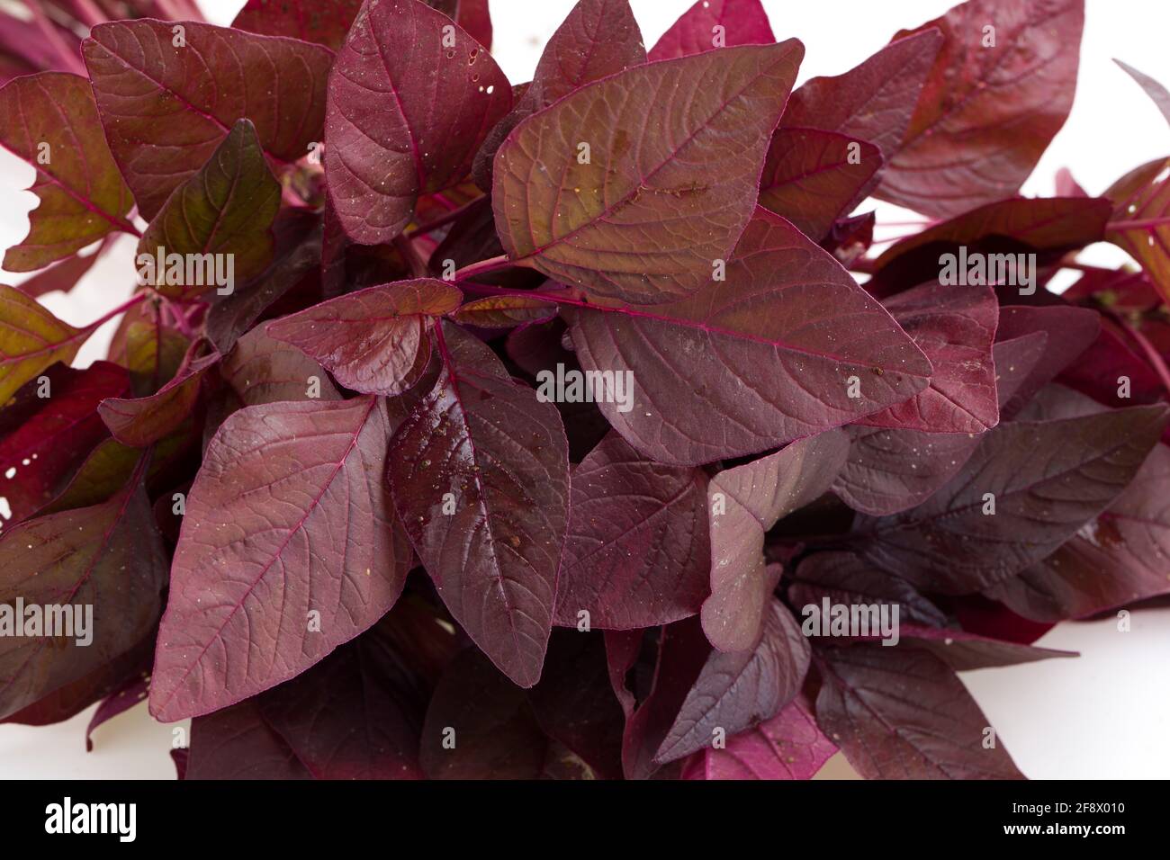 Red Spinach or Red Amaranth,  a bunch of farm fresh amaranthus arranged on a white clolour background Stock Photo