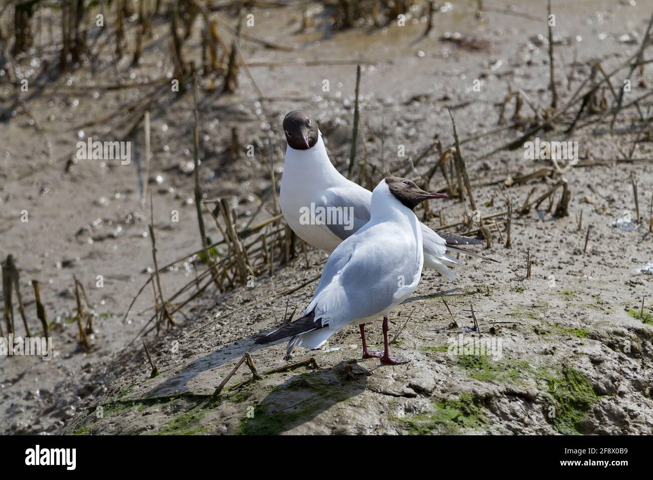 Black Wing Trailing Edge Edges Hi res Stock Photography And Images Alamy black-wing-trailing-edge-edges-hi-res-stock-photography-and-images-alamy