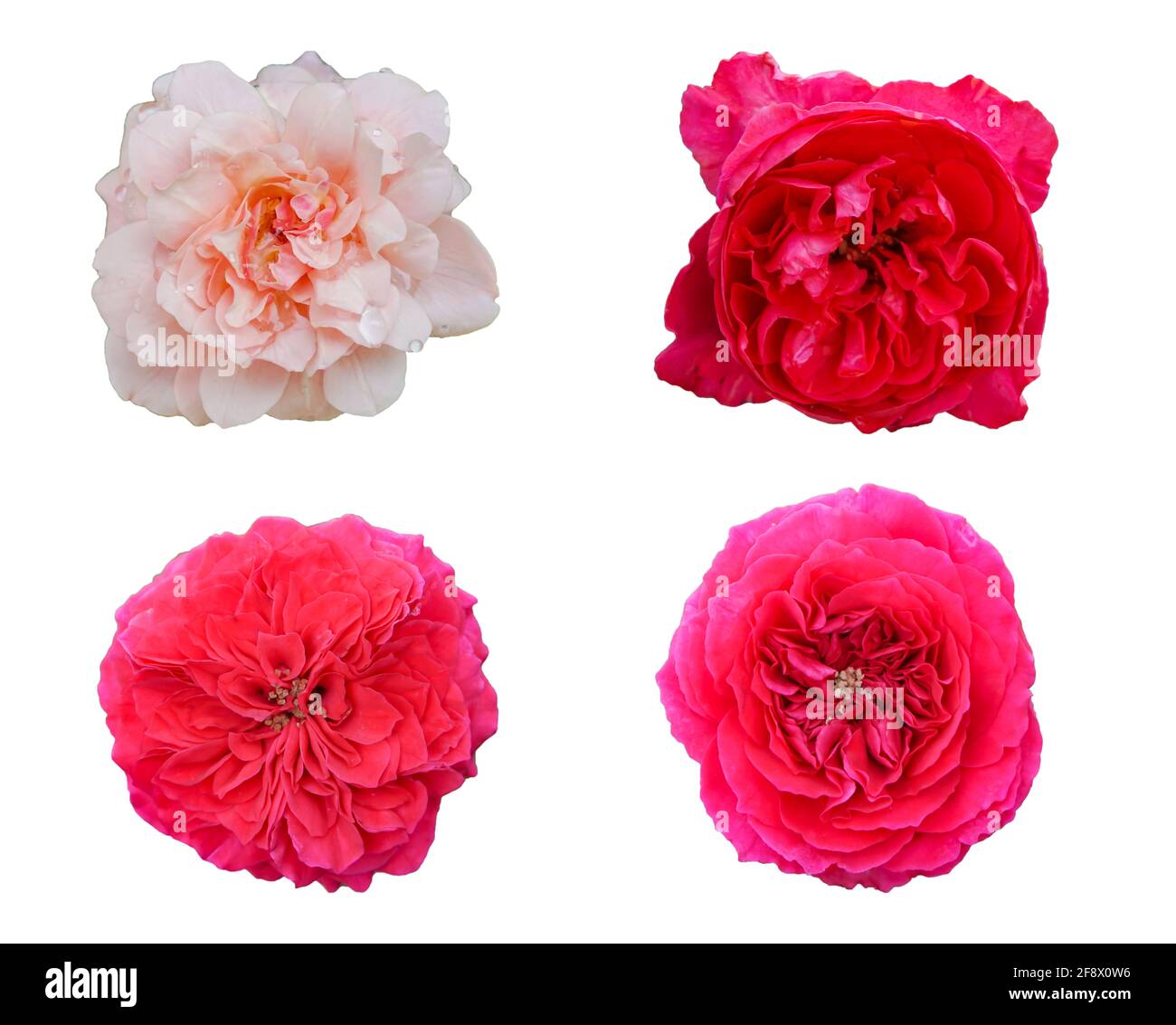 four roses are on a white background that can be used to make cards or ...
