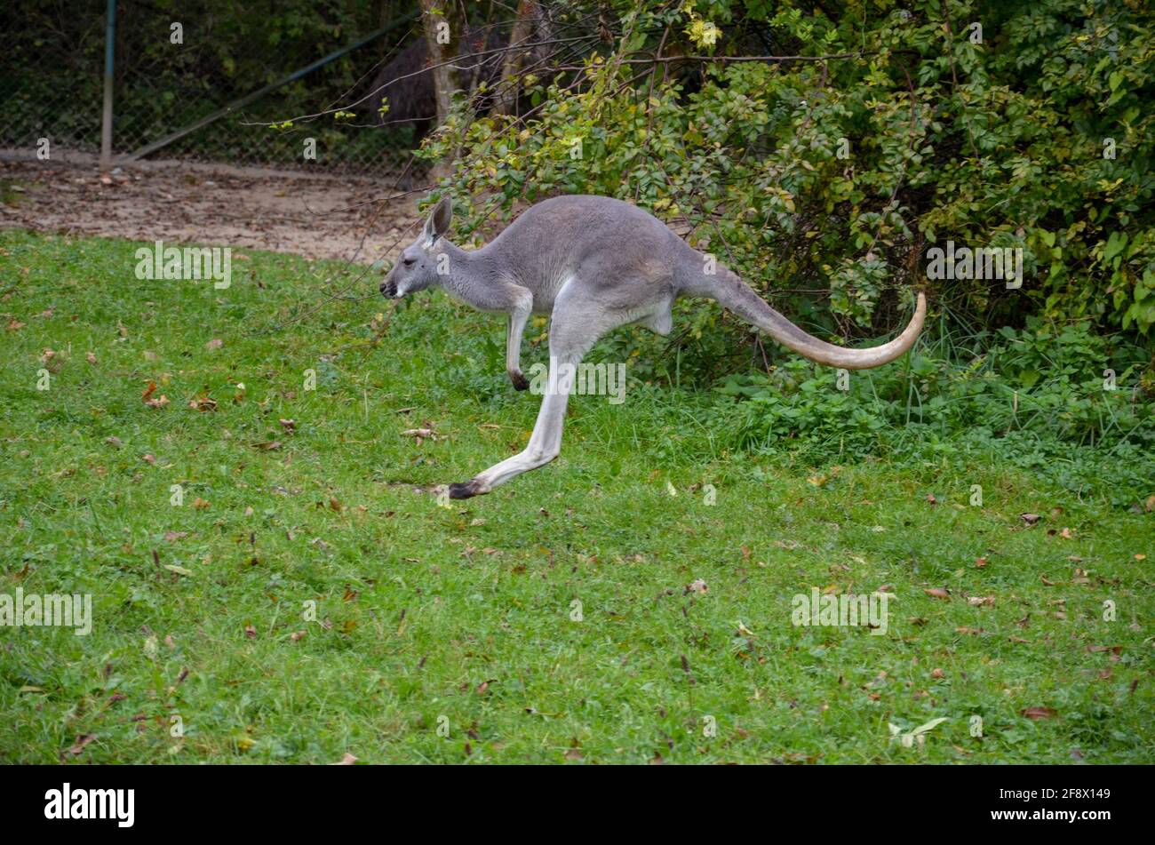 Jumping kangaroo from the zoo in Munich Stock Photo