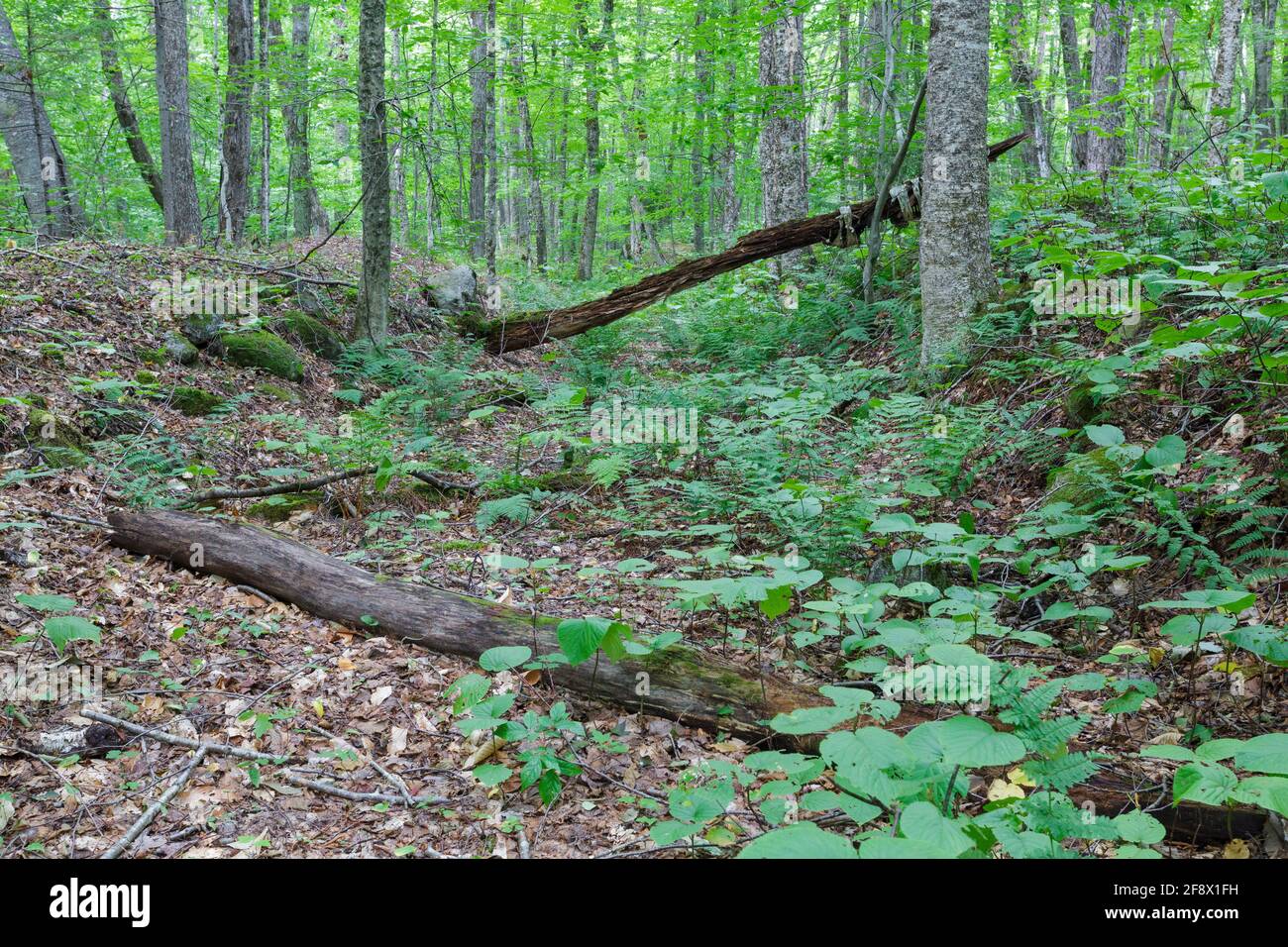 Jackman brook branch hi-res stock photography and images - Alamy