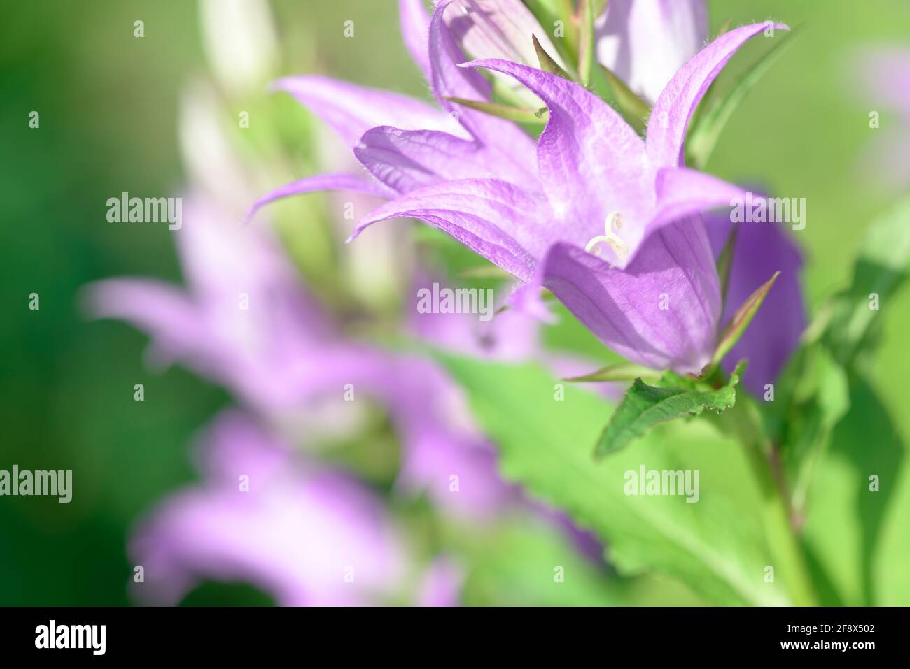 Bellflower. Blue purple bellflower with creamy bokeh background. Campanula latifolia. Bright sunny day. Bell flower. Stock Photo
