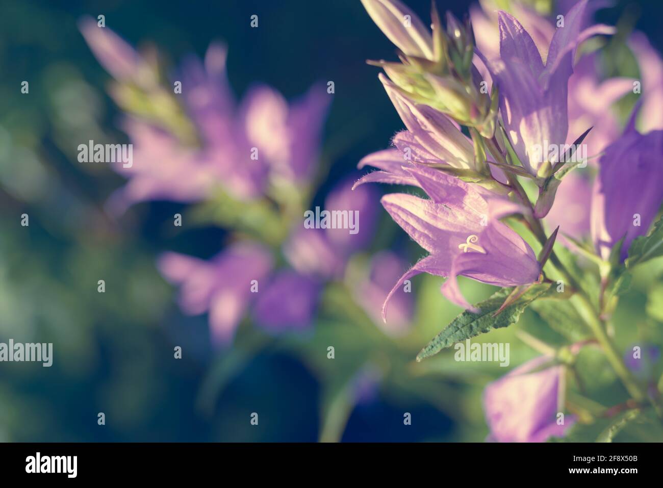 Bellflower. Blue purple bellflower with creamy bokeh background. Campanula latifolia. Bright sunny day. Bell flower. Stock Photo