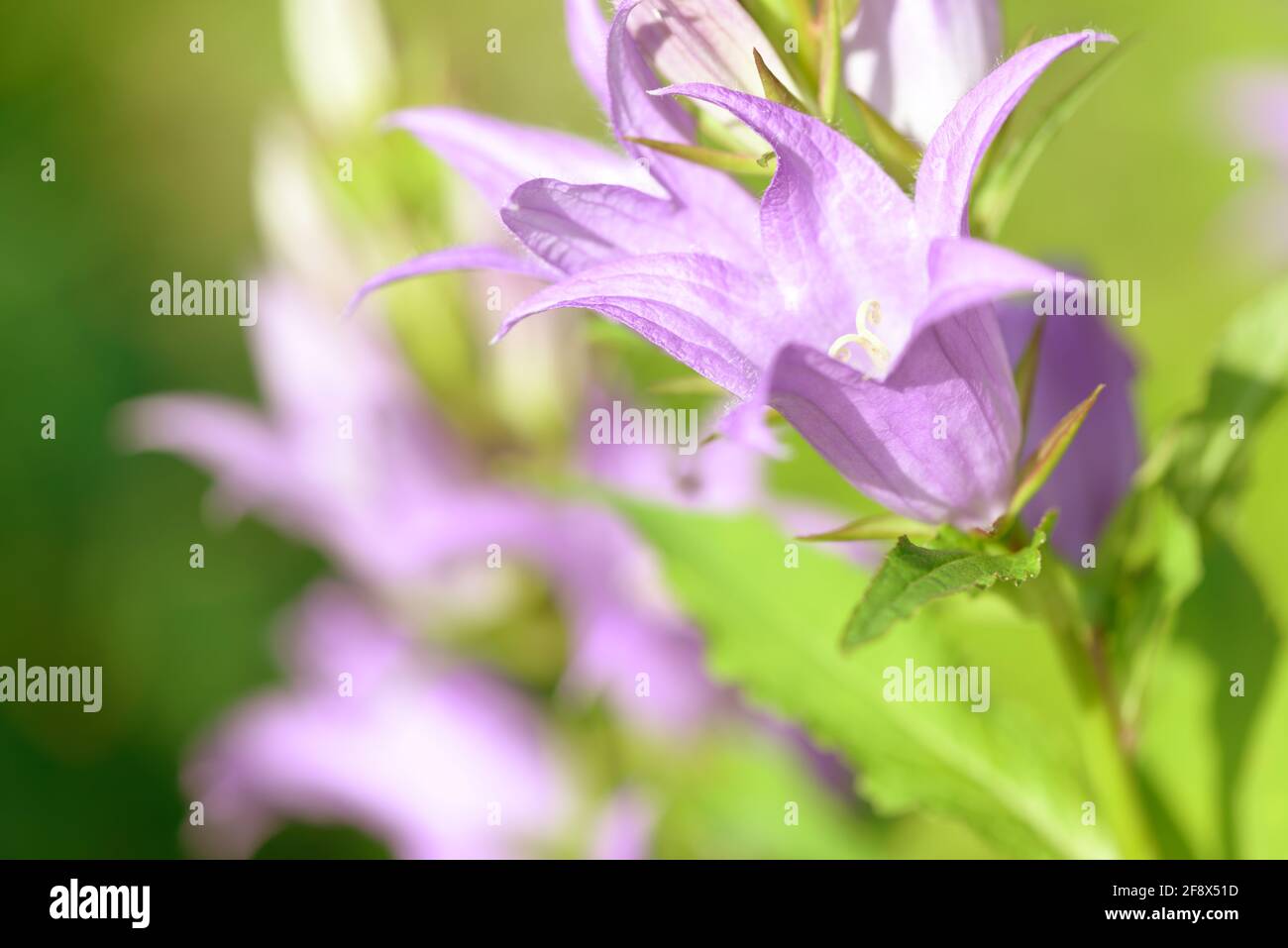 Bellflower. Blue purple bellflower with creamy bokeh background. Campanula latifolia. Bright sunny day. Bell flower. Stock Photo