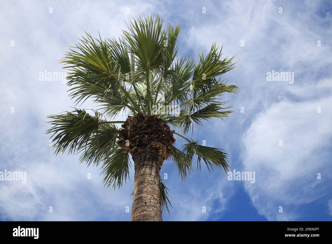 Nice palm tree in the blue cloudy sky. Beautiful tropical background. Stock Photo