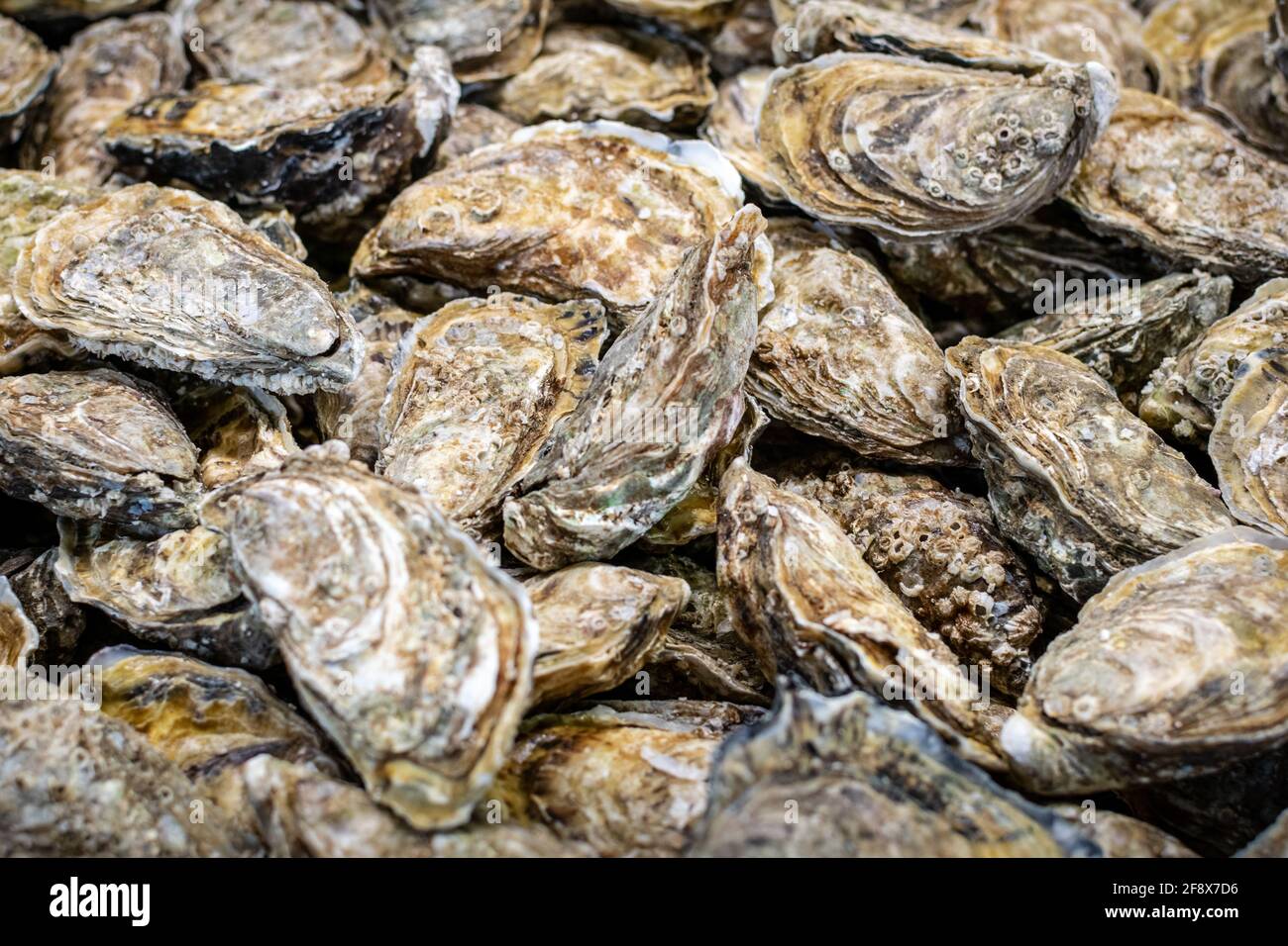 Gray oysters of medium size Stock Photo Alamy