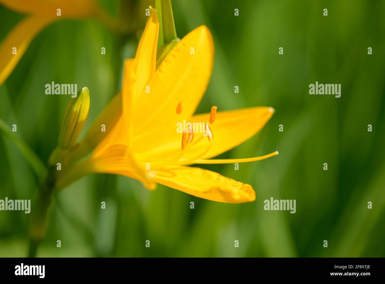 Lili garden hires stock photography and images Alamy