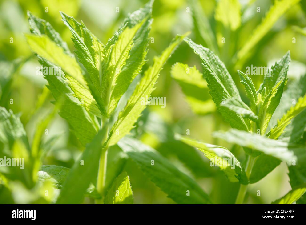 Fresh green organic mint growing in the garden. Plant used as an natural ingredient for food and drink. Raw peppermint leaves. Spearmint leaf. Stock Photo