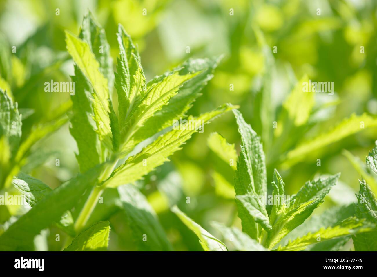 Fresh green organic mint growing in the garden. Plant used as an natural ingredient for food and drink. Raw peppermint leaves. Spearmint leaf. Stock Photo