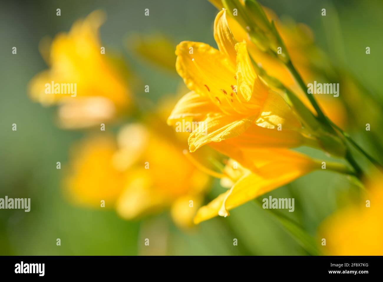 Lili garden hires stock photography and images Alamy