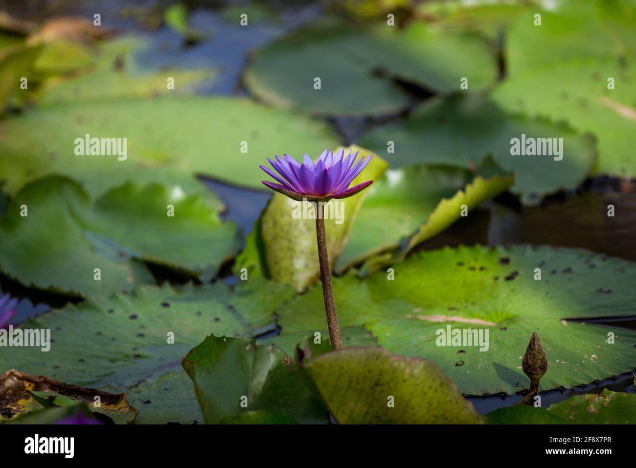 One purple water lilie flower among leaves on the water surface. Stock Photo