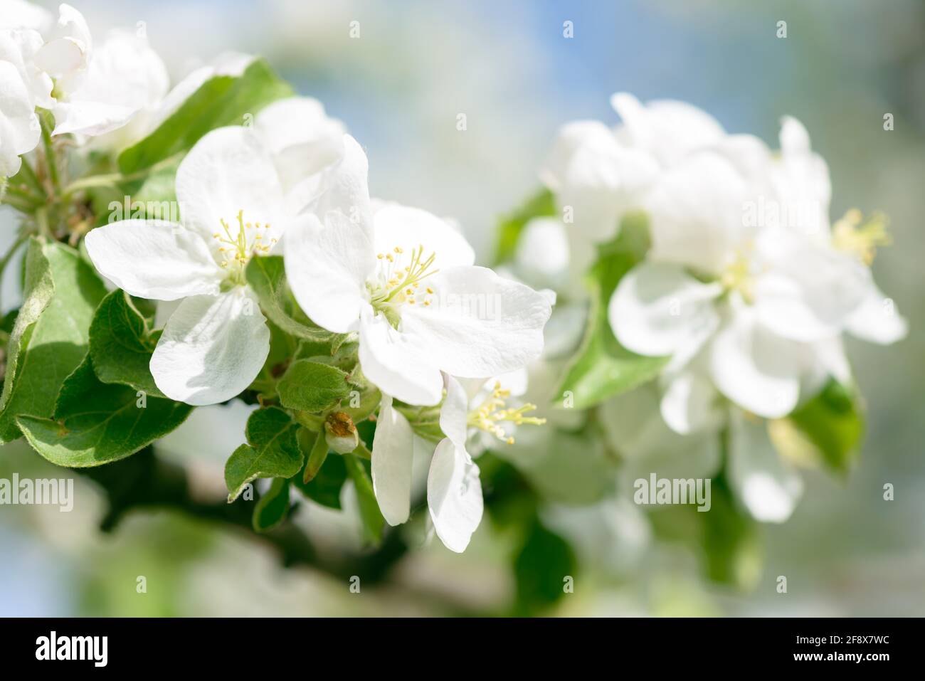https://c8.alamy.com/comp/2F8X7WC/beautiful-flowering-cherry-plum-pear-or-apple-trees-background-with-blooming-flowers-in-spring-day-a-fragrant-spring-garden-2F8X7WC.jpg