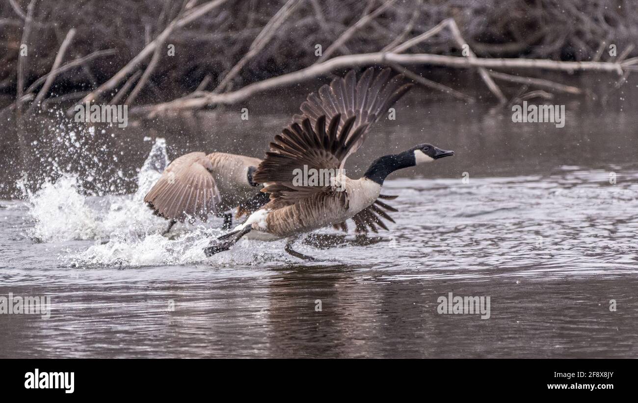 Canada geese fighting hi-res stock photography and images - Alamy